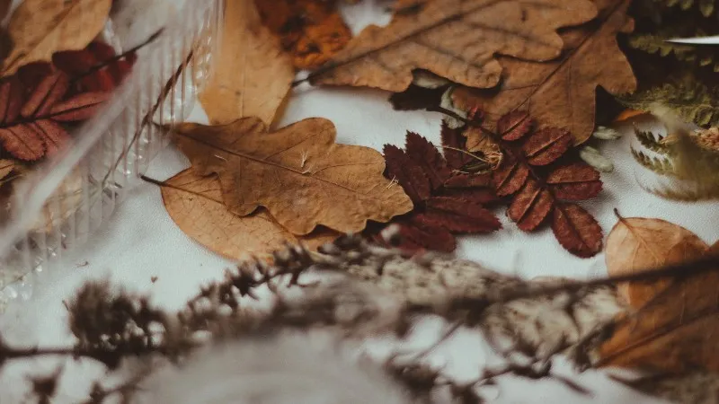 Soạn bài Lá Diêu Bông - Ngữ văn lớp 12 chân trời sáng tạo (Tập 1) 