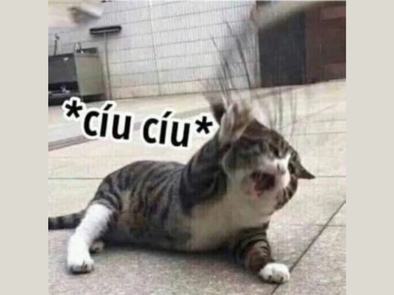Meme hết cứu 22