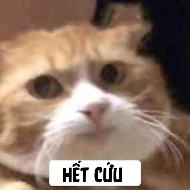 Meme hết cứu 03
