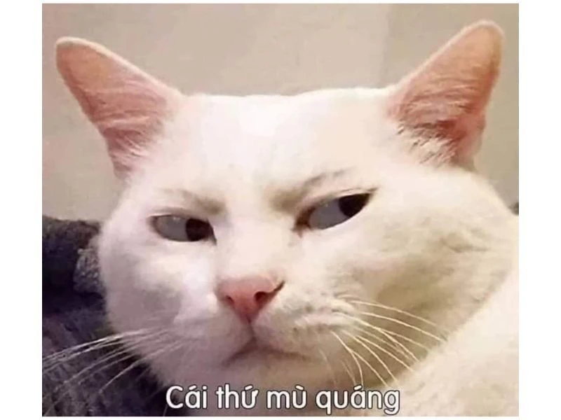 Ảnh vô tri 01