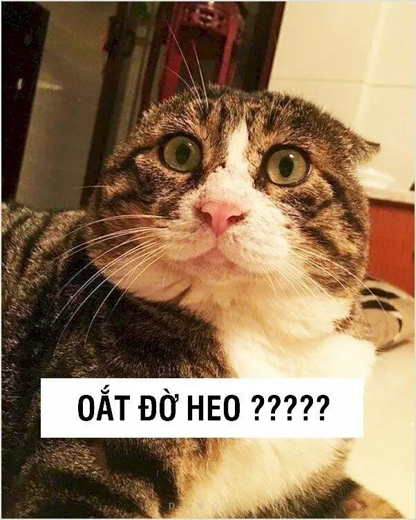 Ảnh vô tri 02