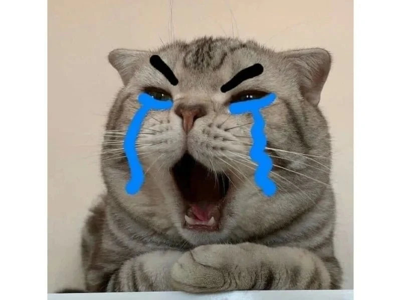 Ảnh vô tri 03