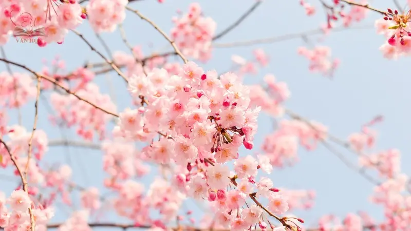 Ý nghĩa và giá trị của bài thơ Ý nghĩa và giá trị của bài thơ