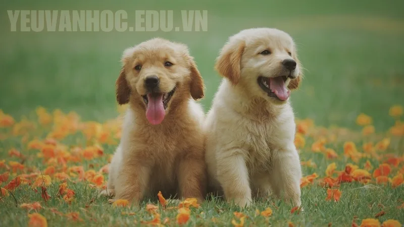 Dàn ý thuyết minh về loài chó Dàn ý thuyết minh về loài chó