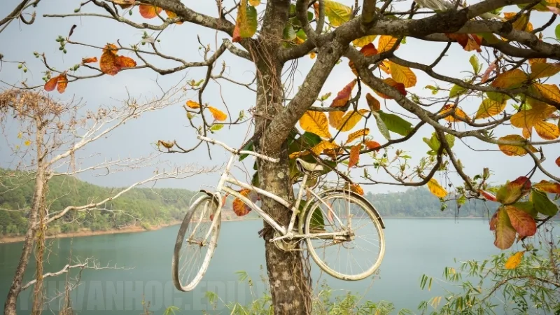 Thuyết minh về cây bàng, biểu tượng của tuổi thơ và ký ức học trò