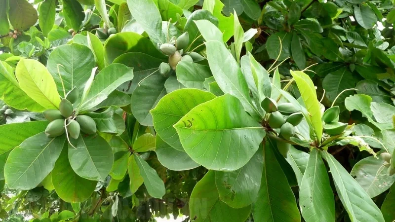 Hình ảnh cây bàng, loài cây tỏa bóng mát thân thuộc trong sân trường