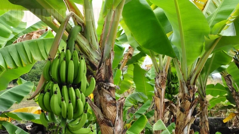 Thuyết minh về cây chuối, loài cây quen thuộc với đời sống người Việt Thuyết minh về cây chuối, loài cây quen thuộc với đời sống người Việt