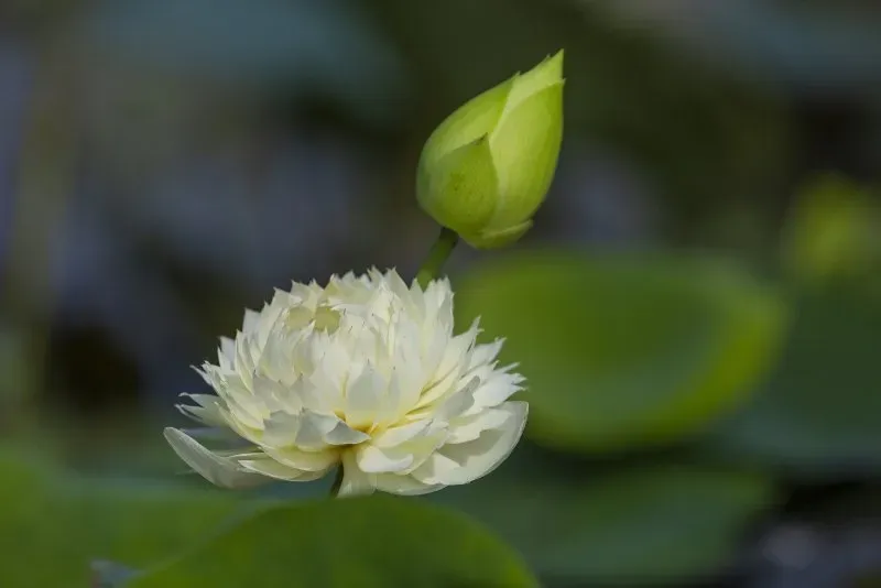 Avatar trắng đen nữ mang đến sự thanh lịch và sang trọng Avatar trắng đen nữ mang đến sự thanh lịch và sang trọng