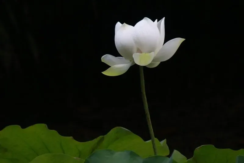 Hình nền hoa tulip trắng tạo không gian tươi mới và lãng mạn Hình nền hoa tulip trắng tạo không gian tươi mới và lãng mạn