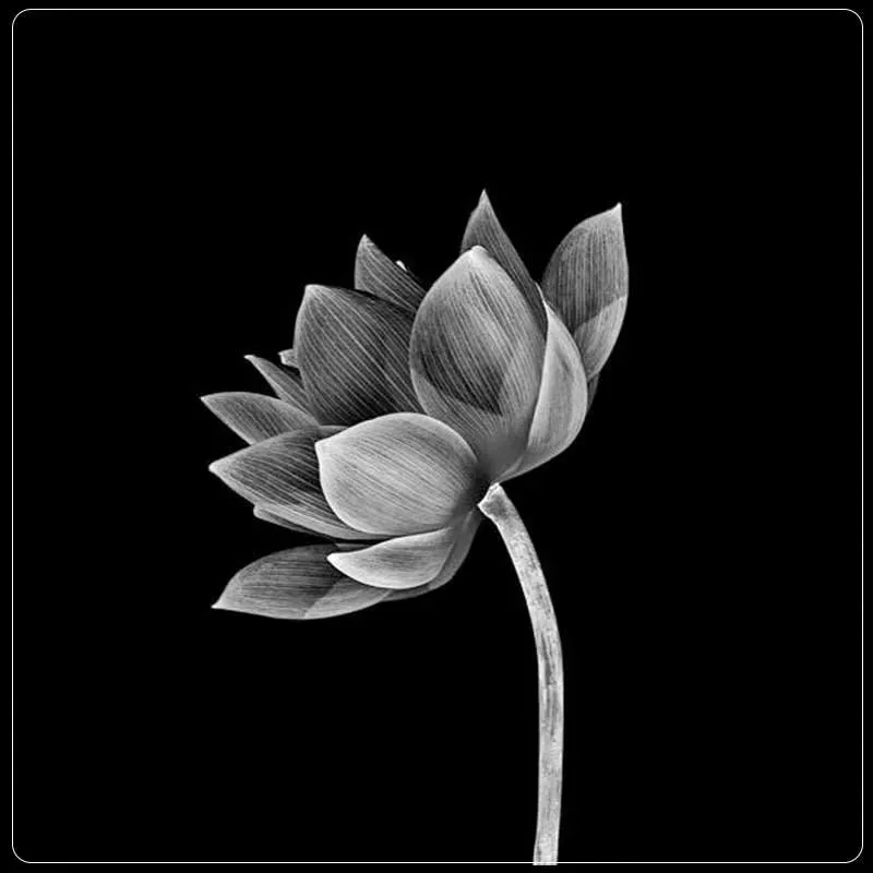 Hình nền điện thoại hoa tulip trắng giúp bạn thể hiện gu thẩm mỹ Hình nền điện thoại hoa tulip trắng giúp bạn thể hiện gu thẩm mỹ