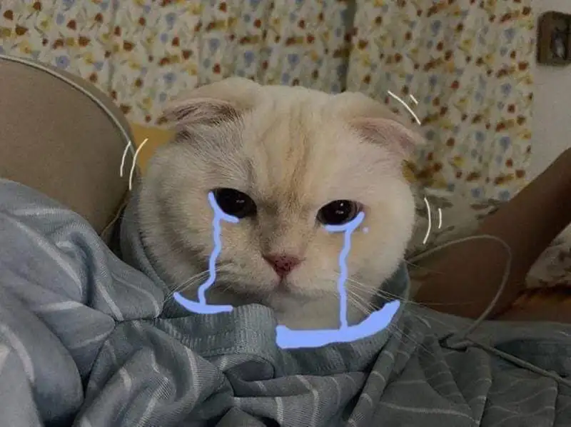 Meme pepe cry là biểu tượng độc đáo từ chú ếch nổi tiếng Pepe Meme pepe cry là biểu tượng độc đáo từ chú ếch nổi tiếng Pepe