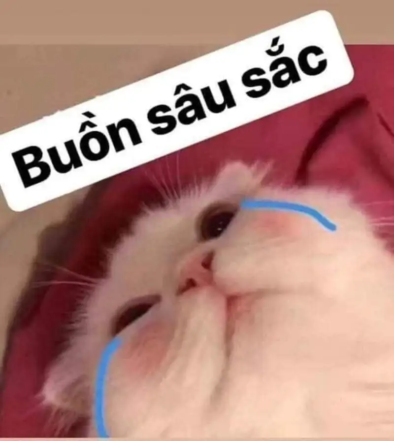 Cry money meme gây bão với hình ảnh bi hài của dân đầu tư tiền số Cry money meme gây bão với hình ảnh bi hài của dân đầu tư tiền số