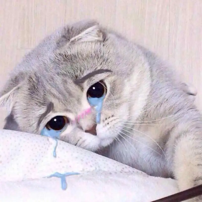 Meme cry cat là lựa chọn hoàn hảo để mô tả tâm trạng khó nói Meme cry cat là lựa chọn hoàn hảo để mô tả tâm trạng khó nói