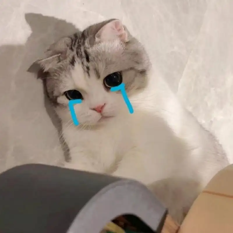 Cat meme crying kết hợp hài hước và đáng yêu trong từng khung hình Cat meme crying kết hợp hài hước và đáng yêu trong từng khung hình