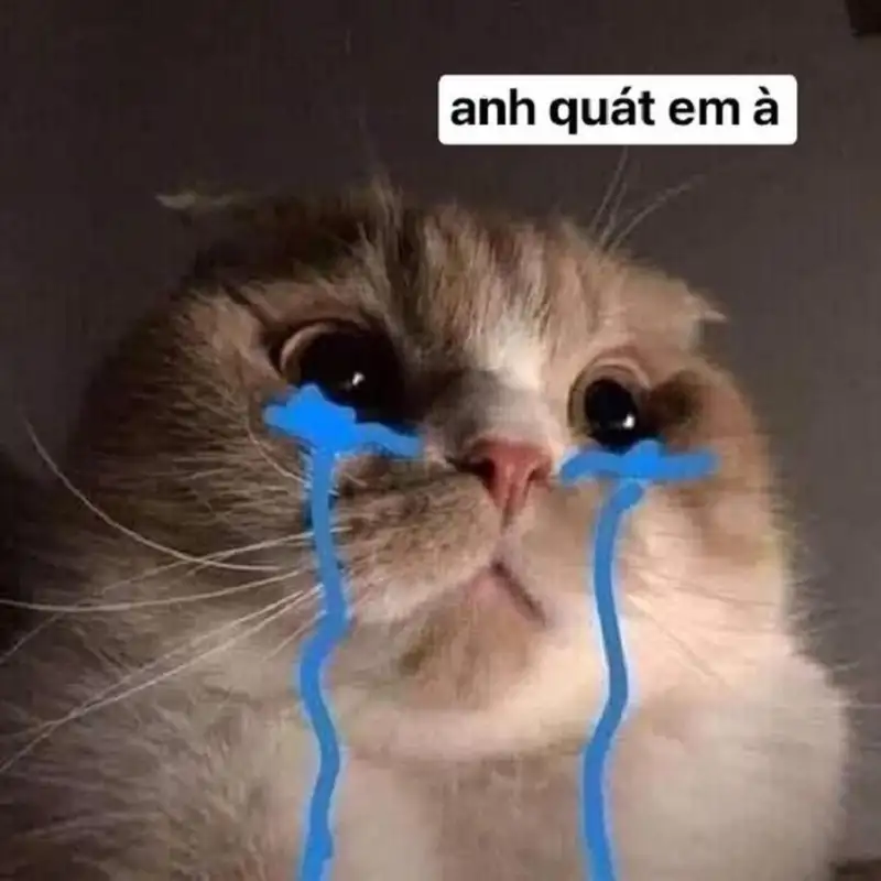Cry meme cat là biểu tượng vui nhộn được yêu thích trên mạng xã hội Cry meme cat là biểu tượng vui nhộn được yêu thích trên mạng xã hội