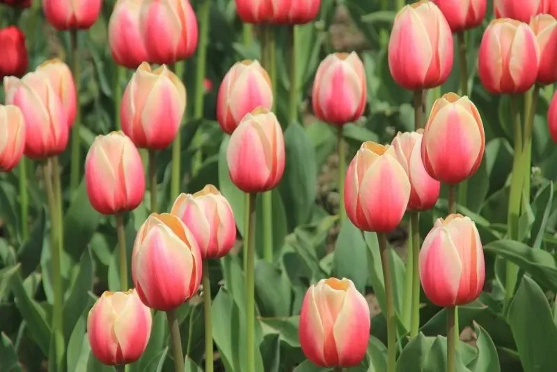 Hình nền hoa tulip pinterest giúp bạn tìm kiếm ý tưởng sáng tạo cho không gian sống Hình nền hoa tulip pinterest giúp bạn tìm kiếm ý tưởng sáng tạo cho không gian sống