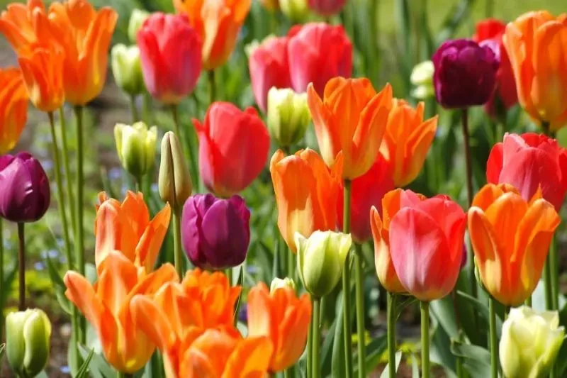 Hình nền hoa tulip mang đến sự tươi mới và rực rỡ Hình nền hoa tulip mang đến sự tươi mới và rực rỡ