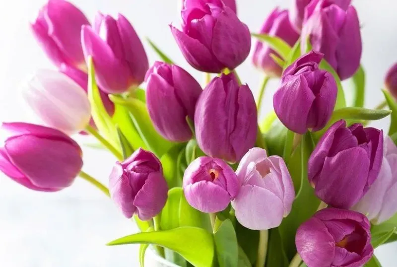 Hình nền hoa tulip chill tạo cảm giác thư giãn và dễ chịu Hình nền hoa tulip chill tạo cảm giác thư giãn và dễ chịu