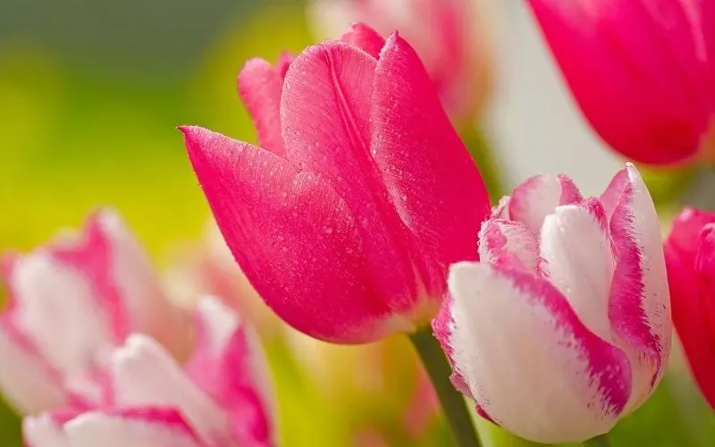 Hoa tulip hình nền giúp bạn thể hiện gu thẩm mỹ tinh tế Hoa tulip hình nền giúp bạn thể hiện gu thẩm mỹ tinh tế