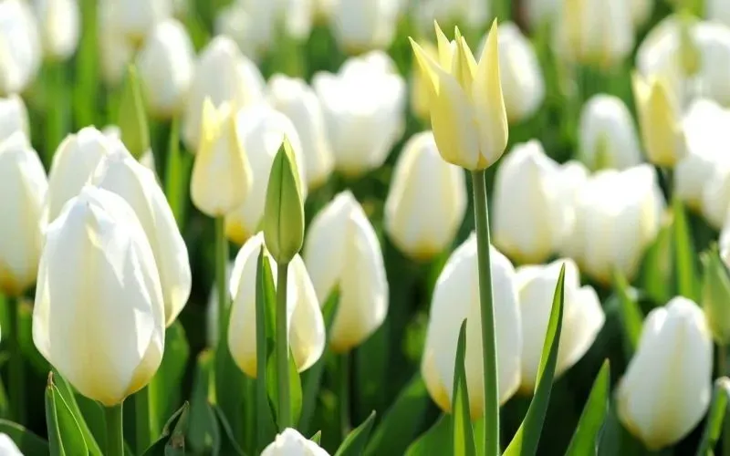 Hình nền hoa tulip cho máy tính tạo không gian làm việc tươi sáng Hình nền hoa tulip cho máy tính tạo không gian làm việc tươi sáng
