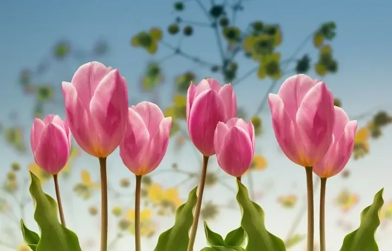 Hình nền hoa tulip cho điện thoại mang đến sự tươi mới mỗi ngày Hình nền hoa tulip cho điện thoại mang đến sự tươi mới mỗi ngày