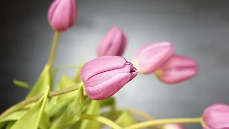 Hình nền hoa tulip vàng thể hiện sự vui tươi và lạc quan Hình nền hoa tulip vàng thể hiện sự vui tươi và lạc quan