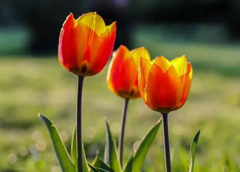 Hình nền hoa tulip xanh tạo nên sự độc đáo và khác biệt Hình nền hoa tulip xanh tạo nên sự độc đáo và khác biệt