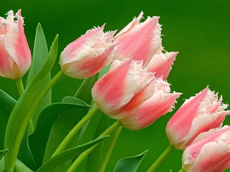 Hình nền hoa tulip trắng mang đến vẻ đẹp thanh tao và nhẹ nhàng Hình nền hoa tulip trắng mang đến vẻ đẹp thanh tao và nhẹ nhàng