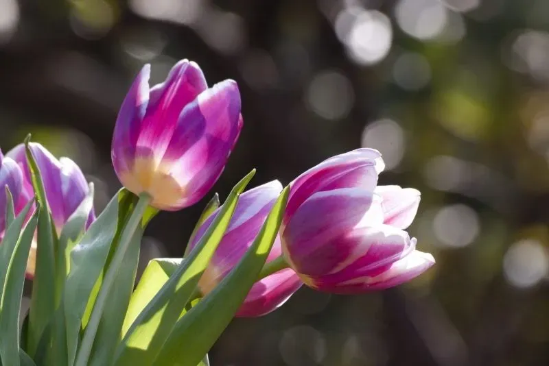 Hình nền hoa tulip hồng tạo cảm giác dịu dàng và nữ tính Hình nền hoa tulip hồng tạo cảm giác dịu dàng và nữ tính