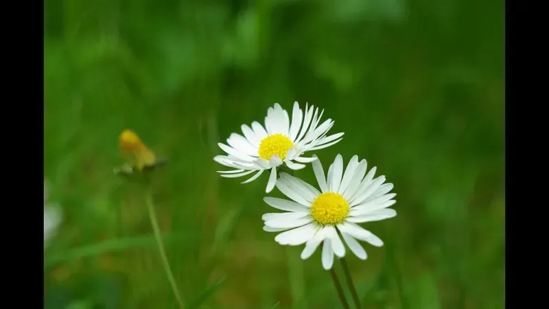Hình đại diện hoa hồng mang đến sự dịu dàng và thanh thoát Hình đại diện hoa hồng mang đến sự dịu dàng và thanh thoát