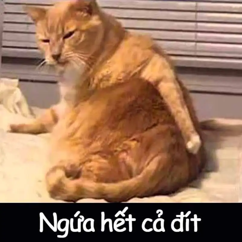 Ảnh meme siêu bựa cho những ai yêu thích sự bất ngờ Ảnh meme siêu bựa cho những ai yêu thích sự bất ngờ