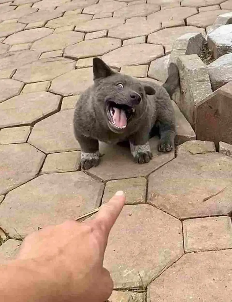 Hình dog meme dễ thương khiến bạn muốn chia sẻ ngay Hình dog meme dễ thương khiến bạn muốn chia sẻ ngay