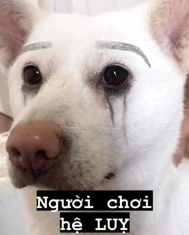 Meme dogs vui nhộn cho những ai yêu thích chó Meme dogs vui nhộn cho những ai yêu thích chó