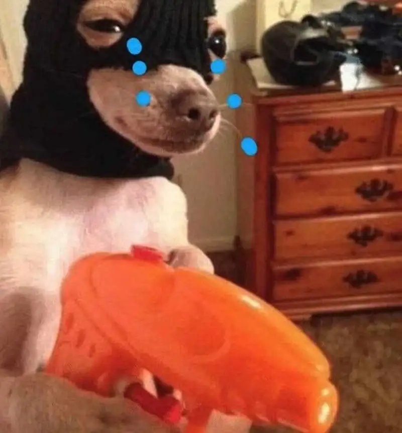 Dog cute meme khiến bạn không thể rời mắt với sự dễ thương Dog cute meme khiến bạn không thể rời mắt với sự dễ thương