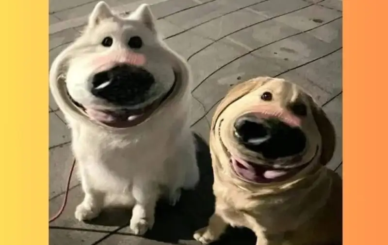 Dog bite meme hài hước cho những ai thích châm biếm Dog bite meme hài hước cho những ai thích châm biếm