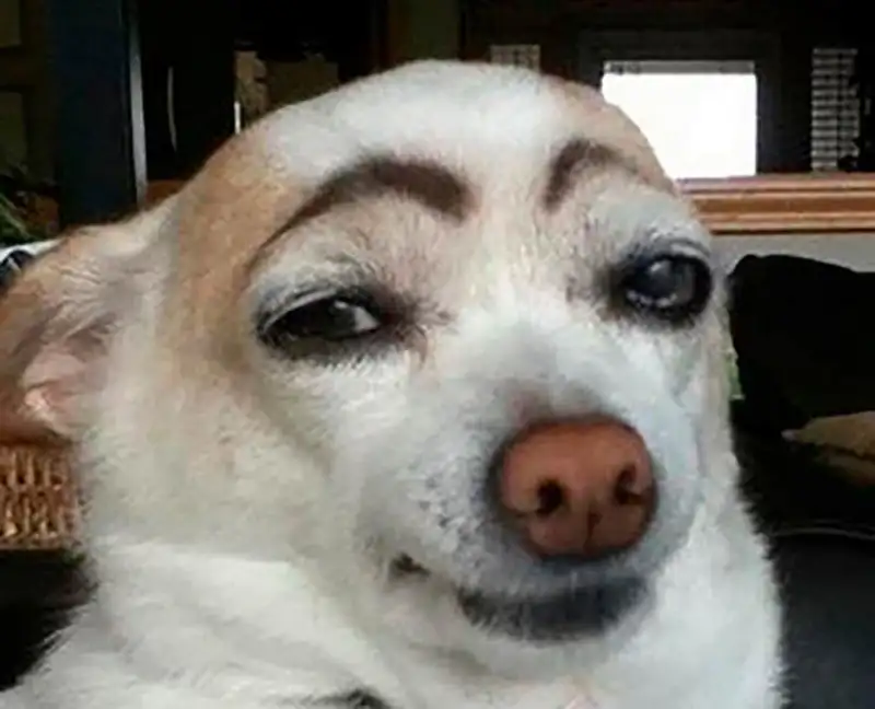 Dog side eye meme châm biếm nhưng rất thú vị Dog side eye meme châm biếm nhưng rất thú vị