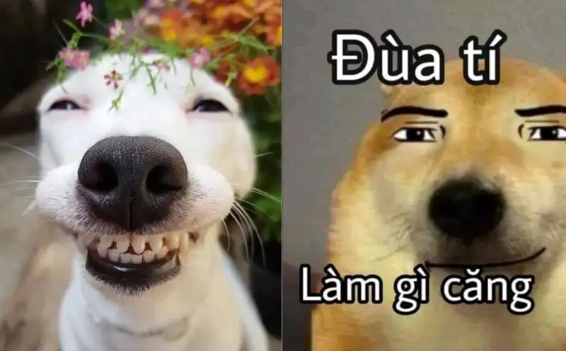 Meme dog smile mang lại niềm vui cho mọi người Meme dog smile mang lại niềm vui cho mọi người