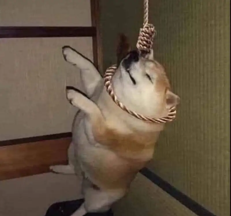 Dogs meme vui nhộn cho những ai yêu thích chó Dogs meme vui nhộn cho những ai yêu thích chó