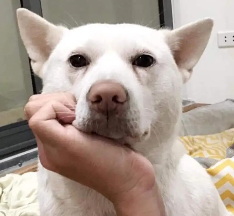 Doggo go meme ghép 3 ô khiến bạn không thể nhịn cười Doggo go meme ghép 3 ô khiến bạn không thể nhịn cười