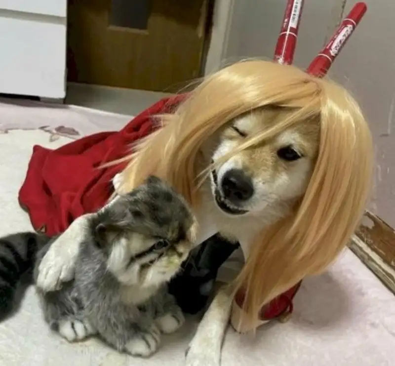 Dogs meme coin mang lại tiếng cười cho cộng đồng tiền ảo Dogs meme coin mang lại tiếng cười cho cộng đồng tiền ảo