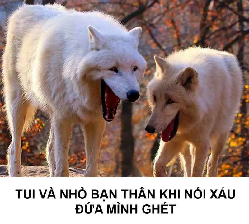 Sus dog meme hài hước cho những ai yêu thích meme độc đáo Sus dog meme hài hước cho những ai yêu thích meme độc đáo