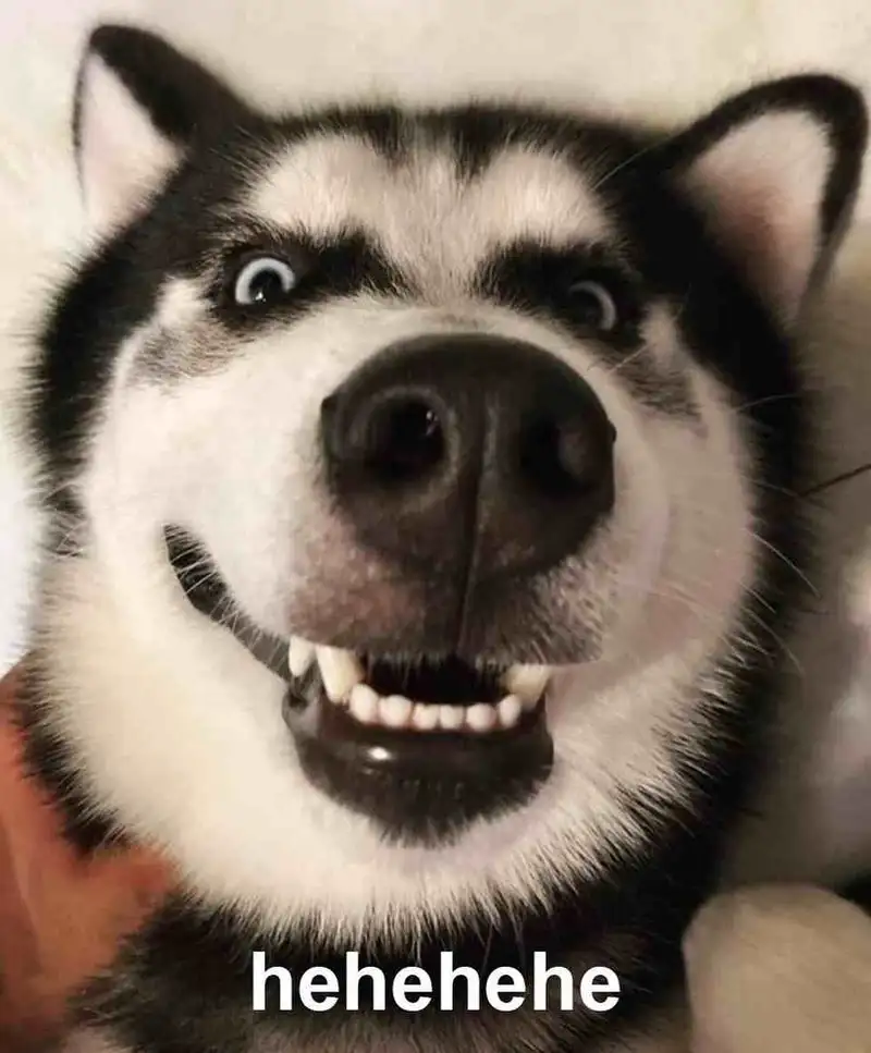Smiling dog meme dễ thương cho những ai yêu thích chó Smiling dog meme dễ thương cho những ai yêu thích chó