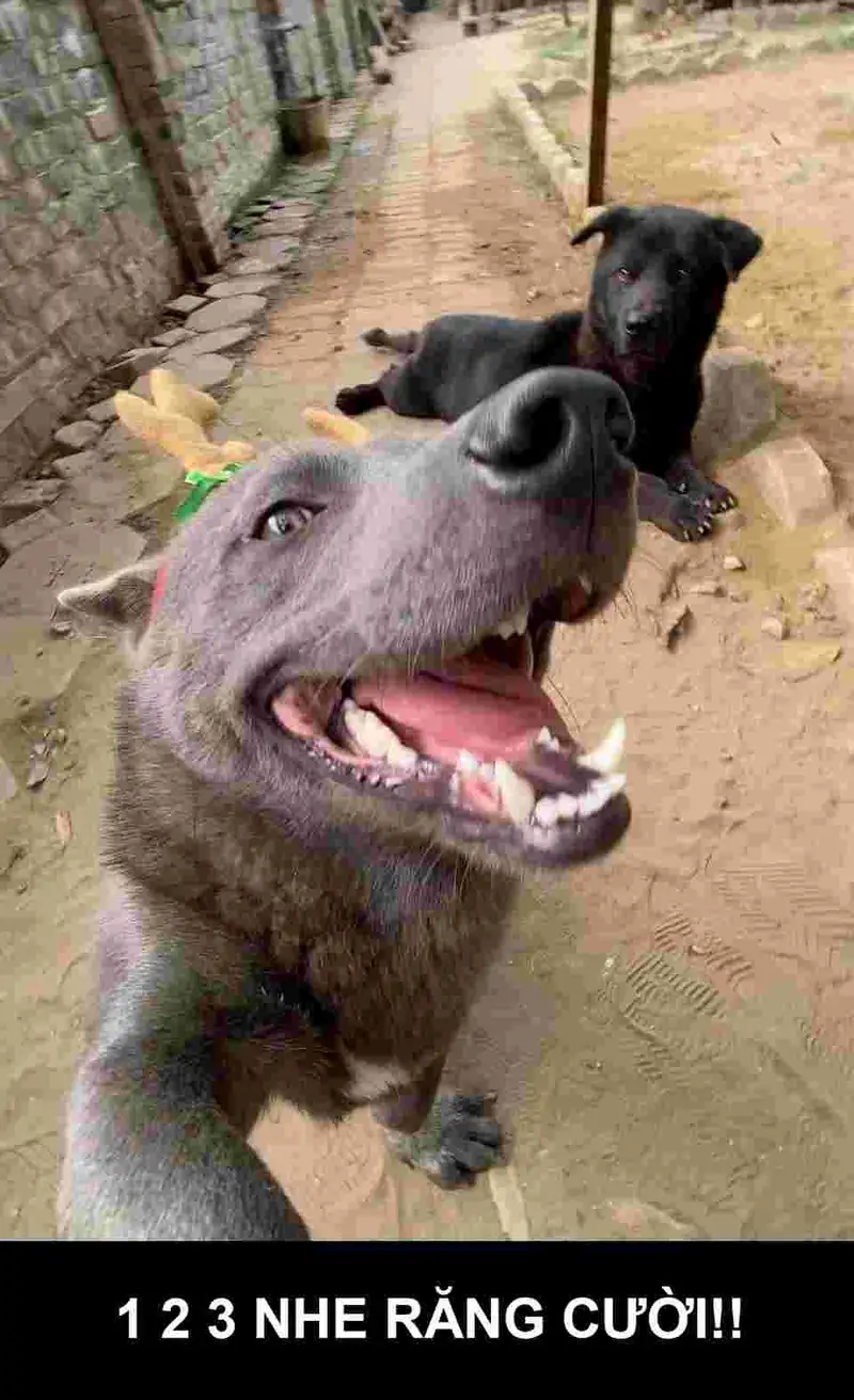 Dog laugh meme khiến bạn không thể nhịn cười với biểu cảm hài hước Dog laugh meme khiến bạn không thể nhịn cười với biểu cảm hài hước
