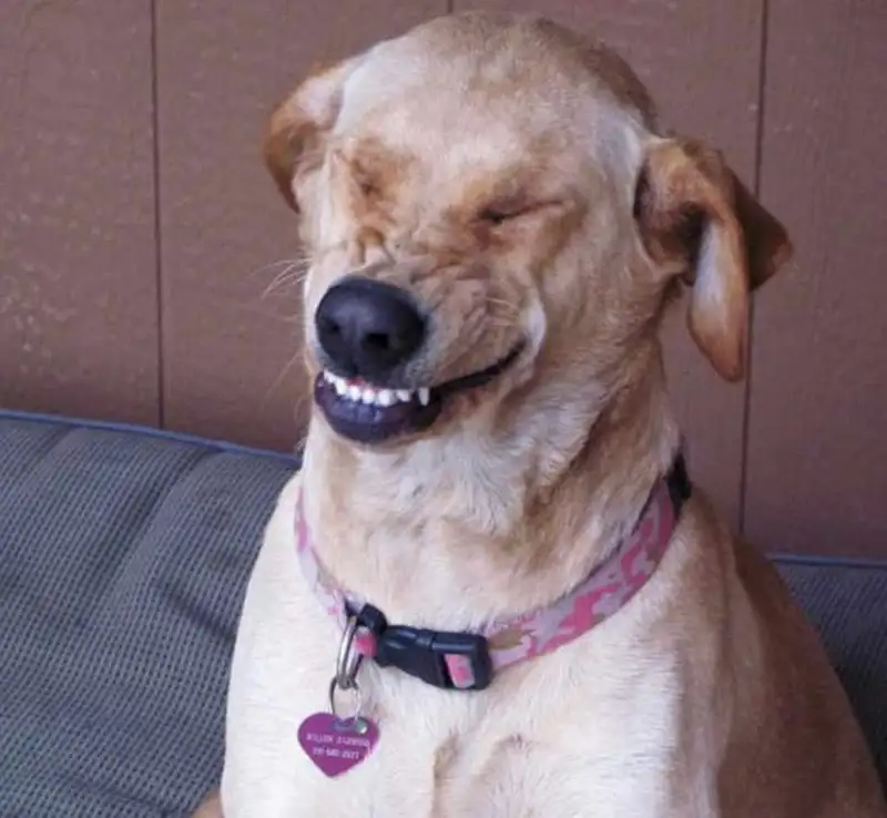 Meme dog cute khiến bạn không thể rời mắt với sự dễ thương Meme dog cute khiến bạn không thể rời mắt với sự dễ thương