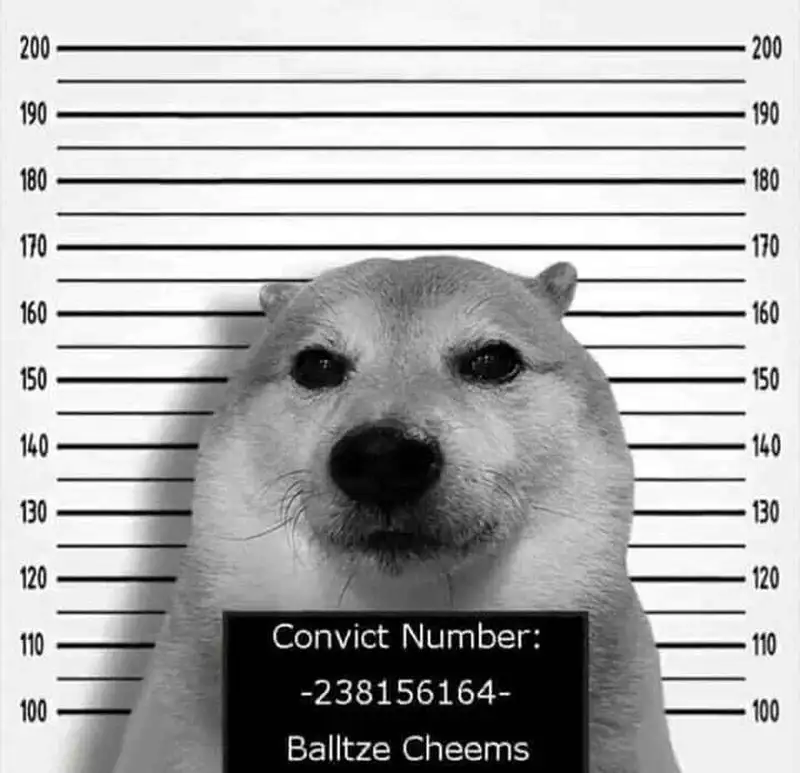 Ảnh meme dog dễ thương khiến bạn muốn chia sẻ ngay Ảnh meme dog dễ thương khiến bạn muốn chia sẻ ngay