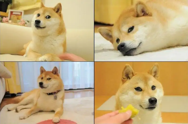 Angry dog meme hài hước cho những ai thích châm biếm Angry dog meme hài hước cho những ai thích châm biếm
