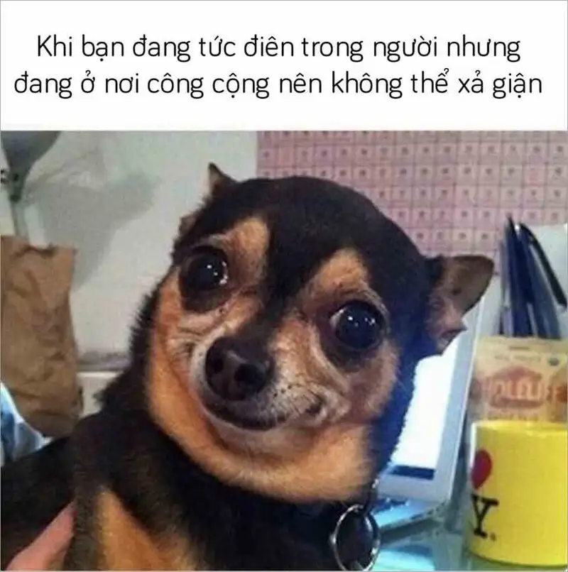 Cheems doge meme png dễ thương cho những ai yêu thích chia sẻ Cheems doge meme png dễ thương cho những ai yêu thích chia sẻ
