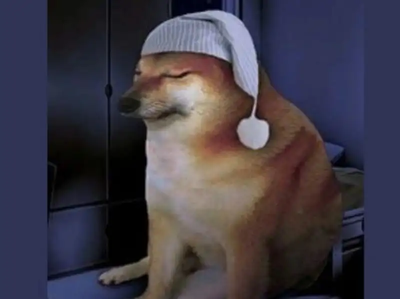 Meme dog cheems dễ thương khiến bạn không thể rời mắt Meme dog cheems dễ thương khiến bạn không thể rời mắt