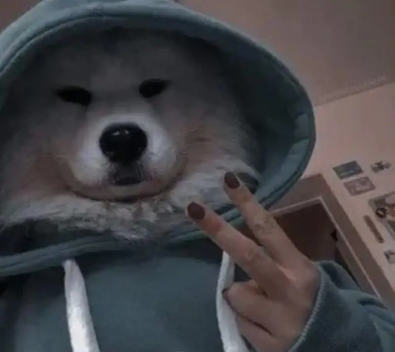 Meme doge cầm súng châm biếm nhưng rất thú vị Meme doge cầm súng châm biếm nhưng rất thú vị
