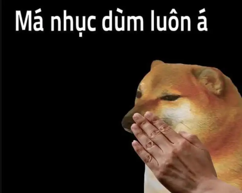 Ảnh doge meme dễ thương khiến bạn muốn chia sẻ ngay Ảnh doge meme dễ thương khiến bạn muốn chia sẻ ngay